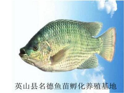 羅非魚(yú)成魚(yú)  4